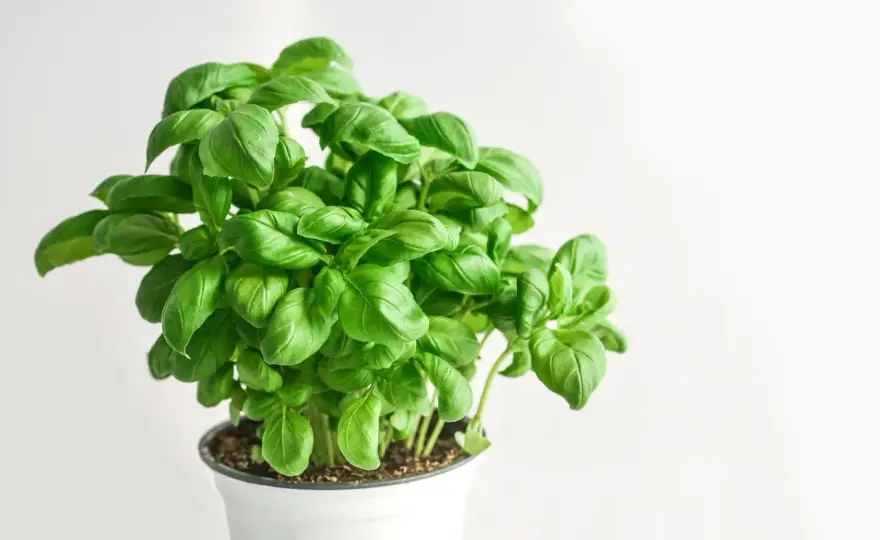Odmiany bazylii - Jak wybrać najlepszą do pesto, donicy i ogrodu?