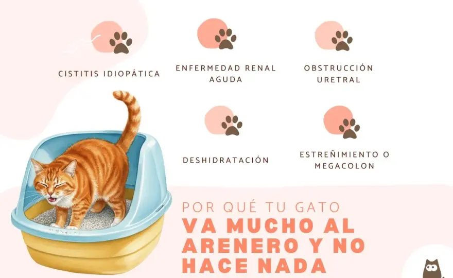 Cistitis en gatos - Qué hacer y cómo evitar recaídas