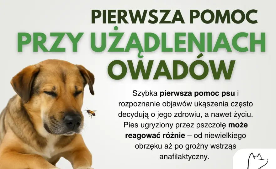 Pies zjadł Azofoskę? Objawy, pierwsza pomoc i bezpieczny ogród