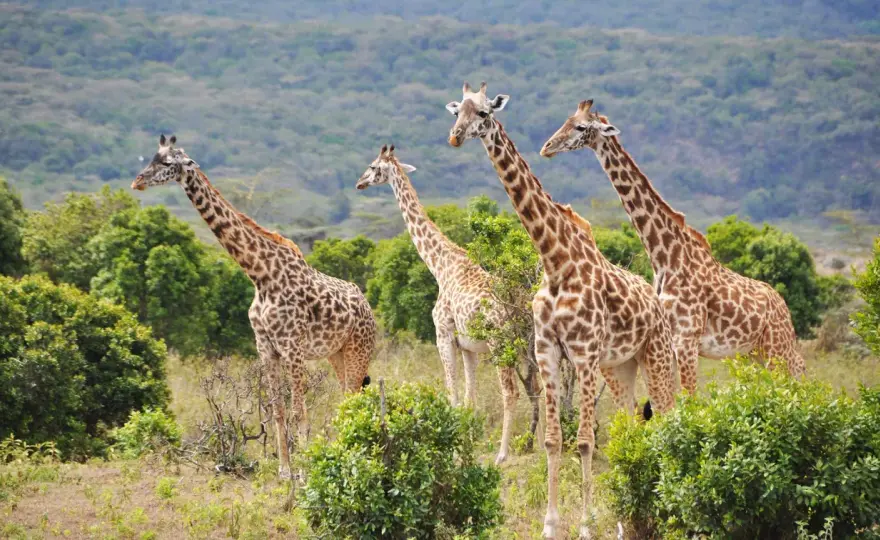 Tansania im Februar - Dein Guide für Safari & Strand