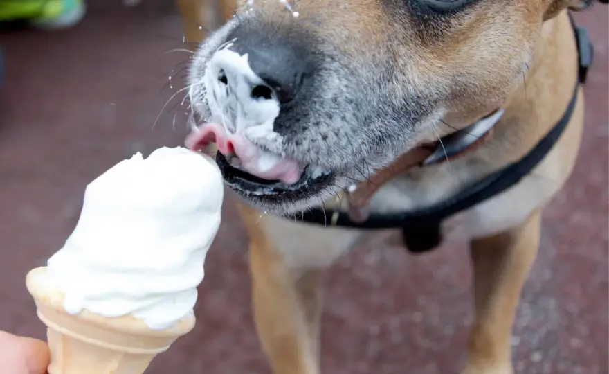 Czy pies może jeść lody? Sprawdź, co szkodzi i czym zastąpić!