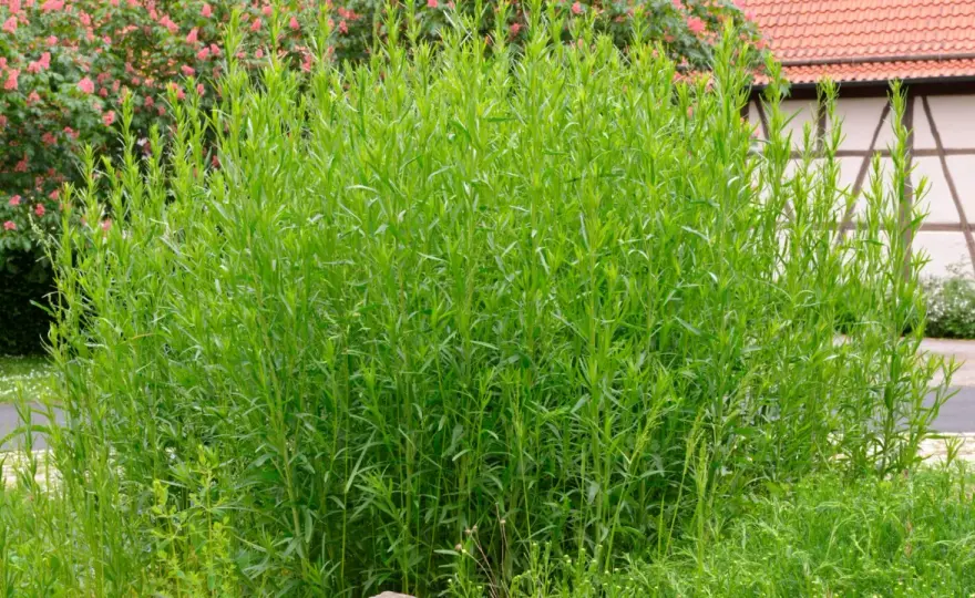 Estragon im Garten - so findest du den besten Standort