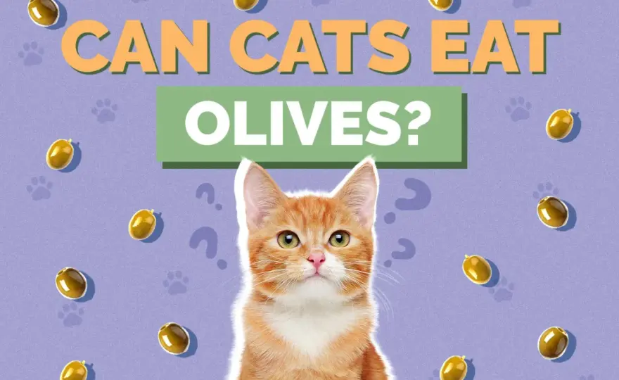 Can Cats Eat Olives? The Surprising Truth & Safety Guide