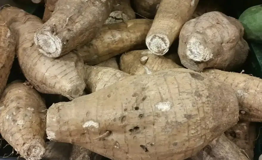 Kuzu, cos’è e come si usa tra cucina e fitoterapia