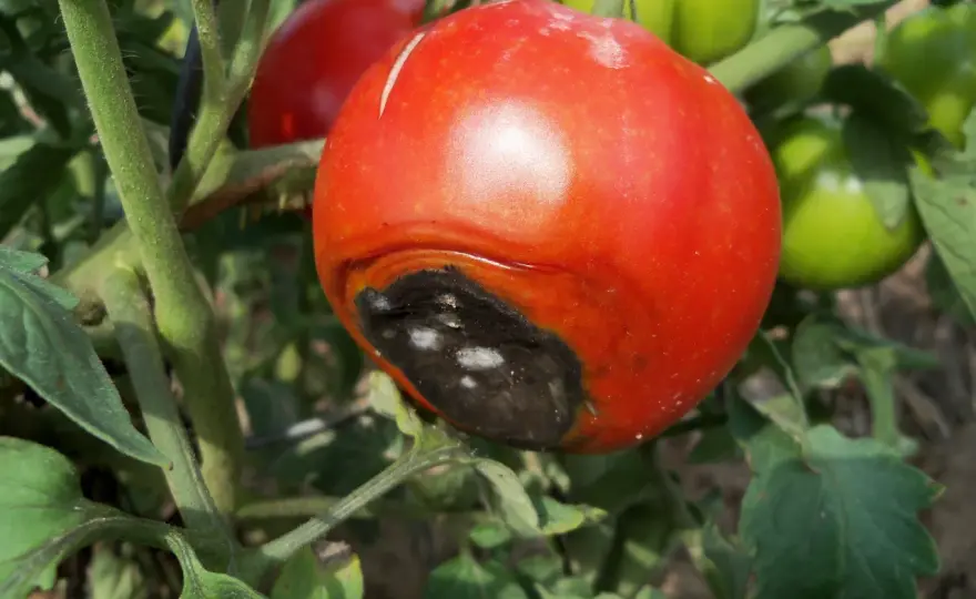 Marciume apicale del pomodoro, cosa fare con calcio e irrigazione
