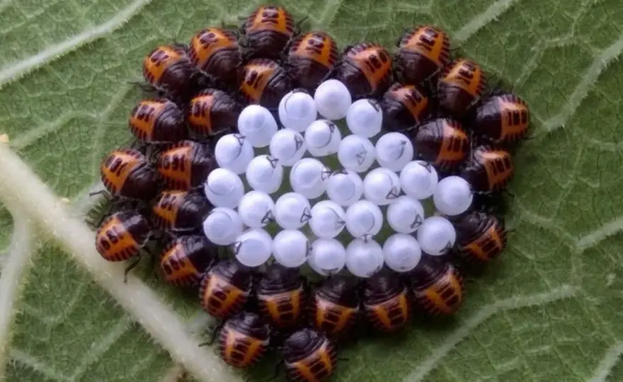 Cimice arancione, come riconoscerla e quando intervenire