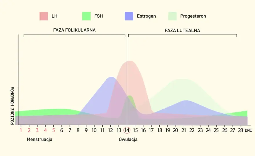 Ile trwa okres? Krwawienie a cykl - poznaj różnice!