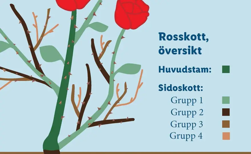 Beskära rosor på våren - Så lyckas du med tajming & teknik