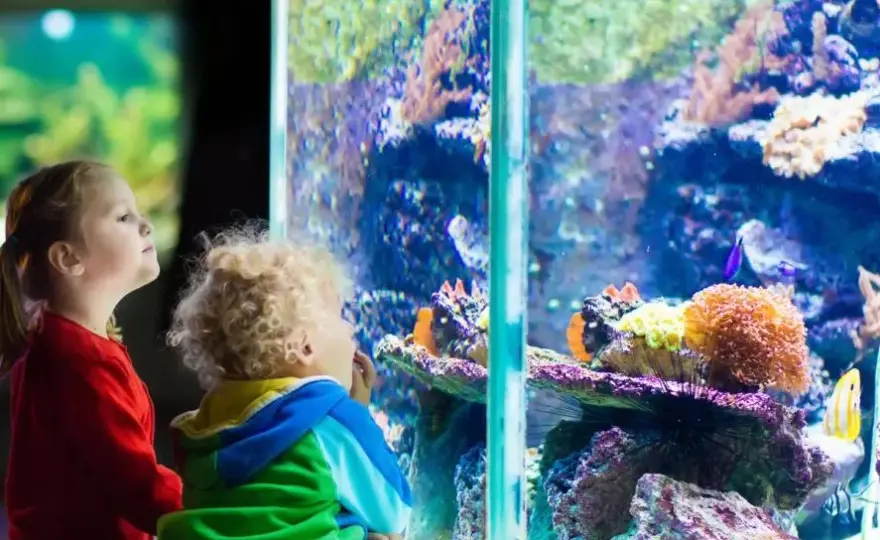 Oceanarium Opole: Odkryj fascynujący Wodny Świat i jego atrakcje