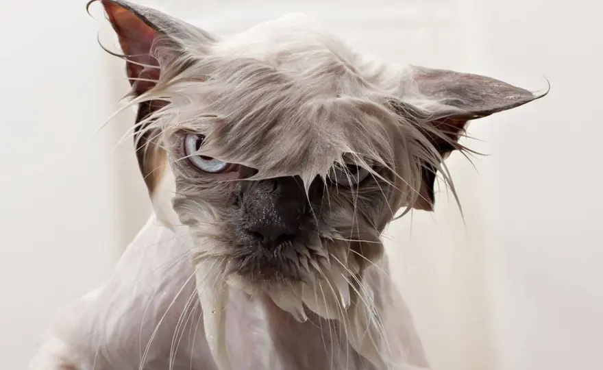 ¿Por qué a los gatos no les gusta el agua? La verdad detrás