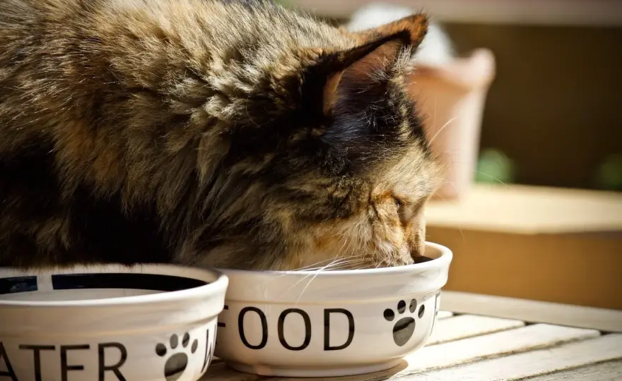 Croquettes sans céréales pour chat - Le vrai avis vétérinaire