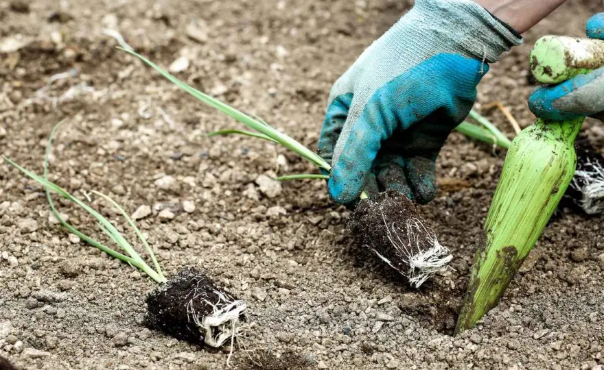 Quand repiquer les poireaux au potager et comment réussir ?