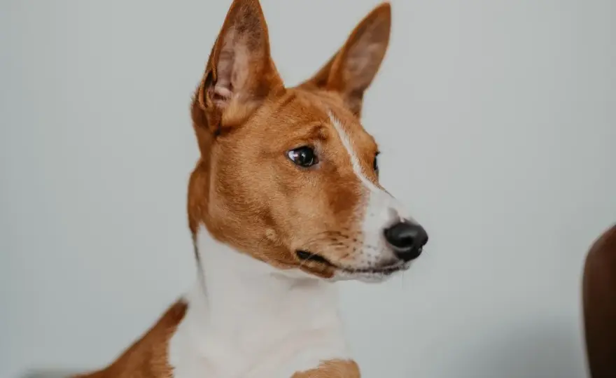 Basenji pies - charakter, ruch i zdrowie tej niezwykłej rasy