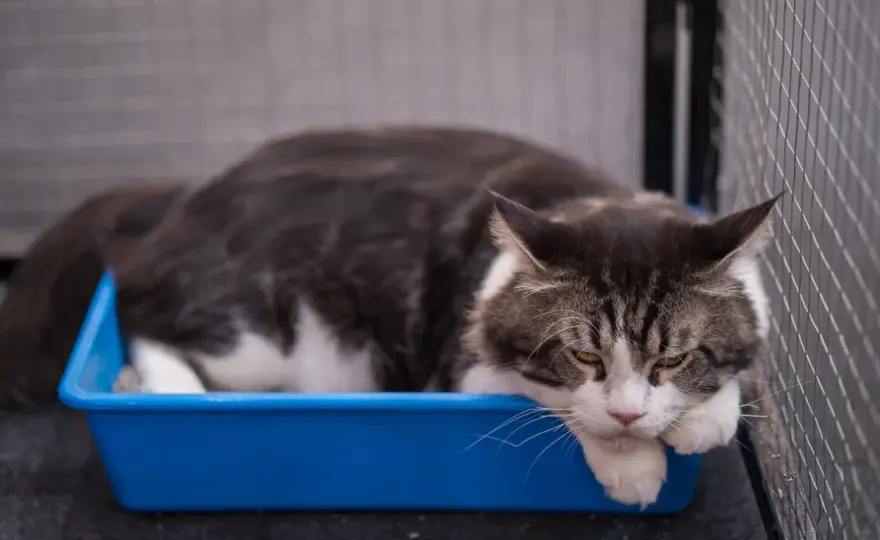 Katzenkot richtig deuten - was normal ist und wann es ernst wird