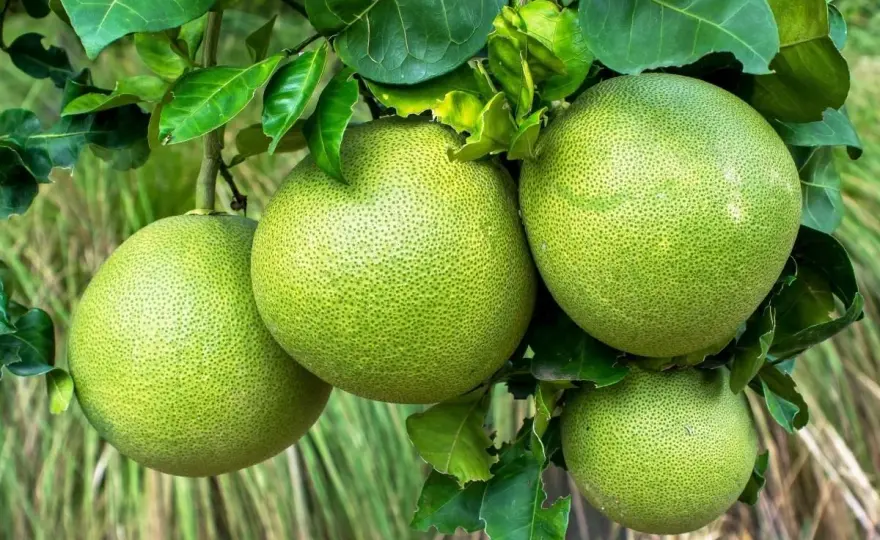Pomelo ile kalorii? Odkryj niskokaloryczne właściwości tego owocu