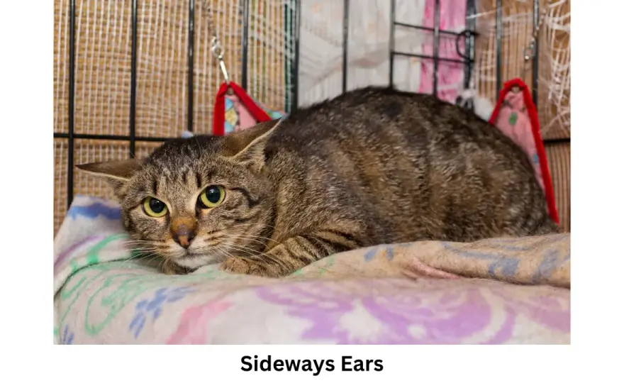 Cat Ear Meaning - Decode Your Cat's Secret Language