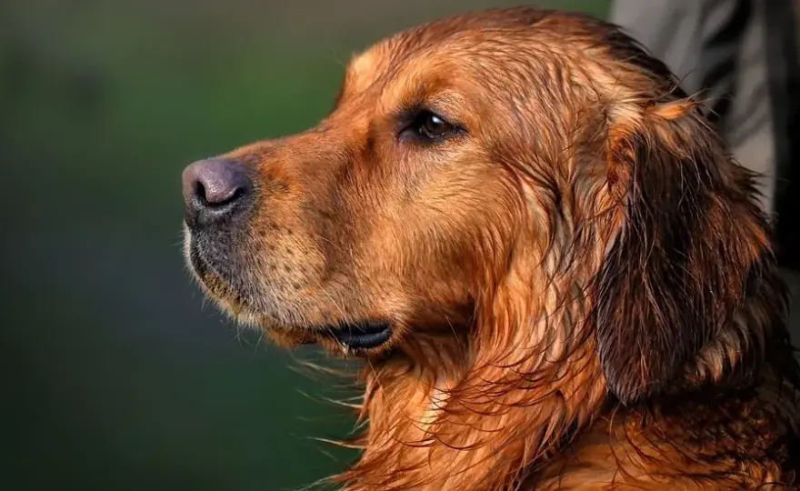 Golden Retriever: sierść czy włosy? Co musisz wiedzieć o linieniu i alergiach