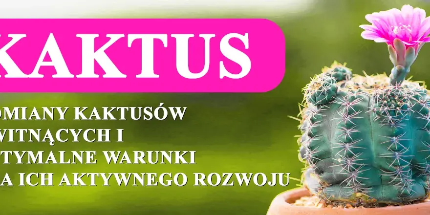 Kiedy kwitną kaktusy? Poznaj tajemnice ich pięknych kwiatów