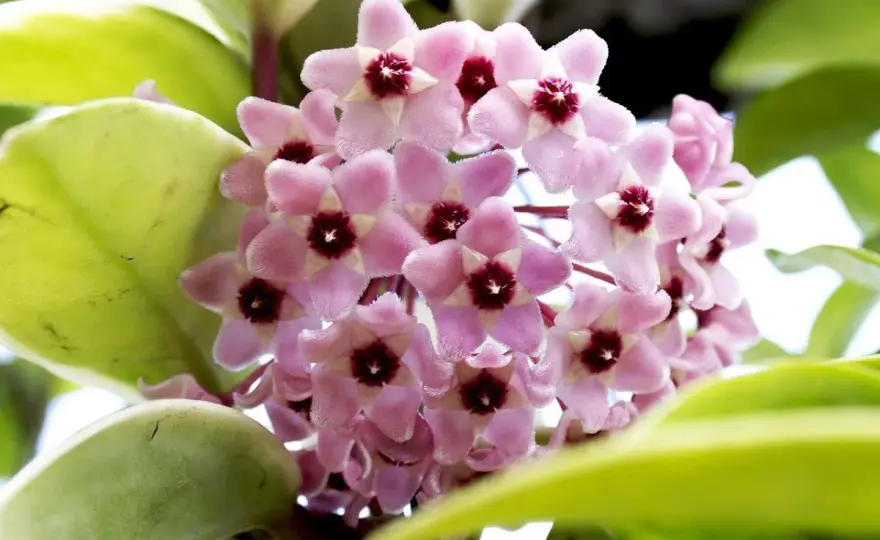 Hoya carnosa non fiorisce? La guida per farla sbocciare