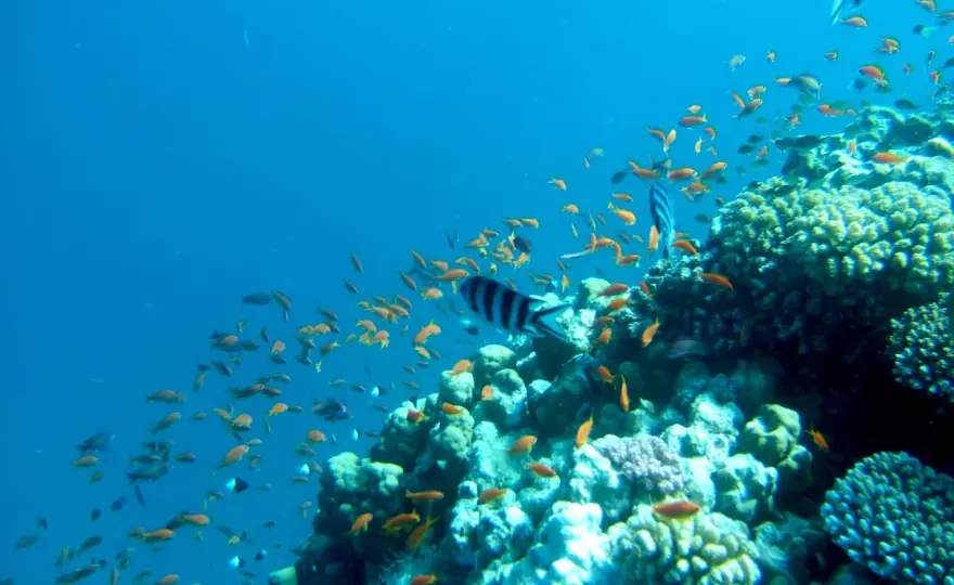 Barriera corallina Marsa Alam - Guida completa per non sbagliare