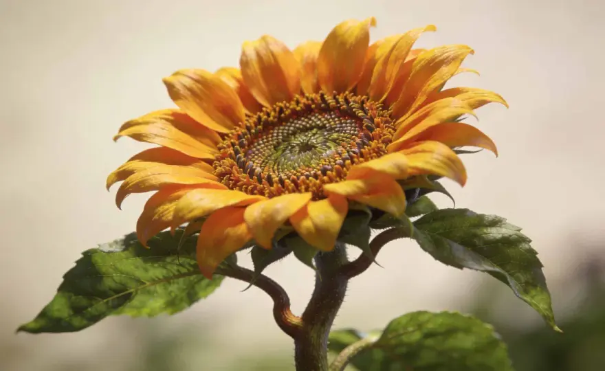 Réussir le tournesol au jardin - semis, soins et floraison