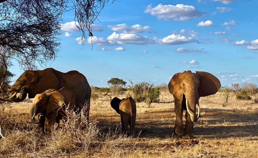 Kenia safari: Które rezerwaty wybrać? Przewodnik po dzikiej Afryce