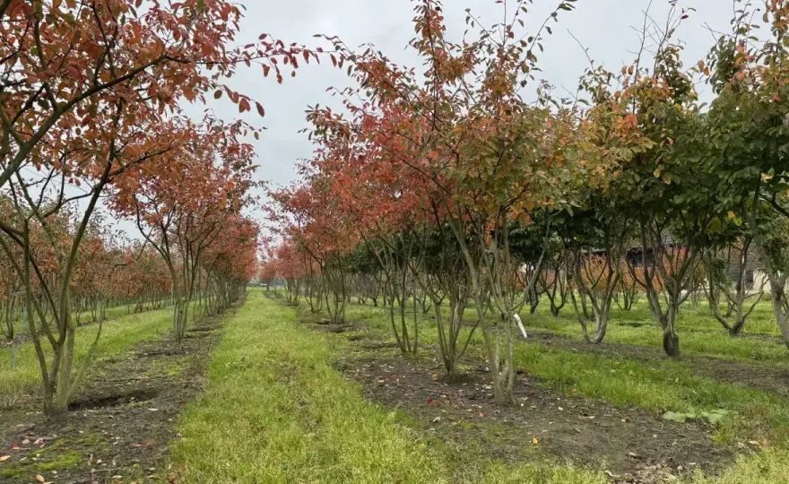 Spalierobst formen - die besten Varianten für den Garten