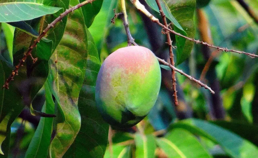 Gdzie rośnie mango? Odkryj tajemnice uprawy i wyboru!