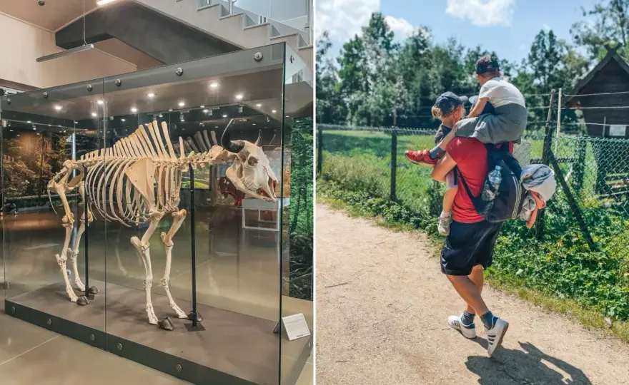 Białowieża gdzie z dzieckiem – najlepsze atrakcje i miejsca na rodzinny wypoczynek