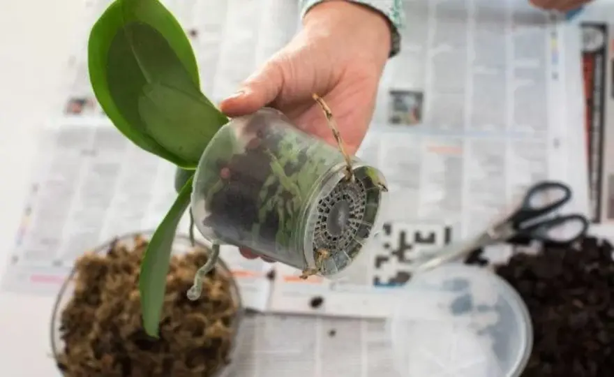 Plantera om orkidé - Steg för steg för en friskare planta