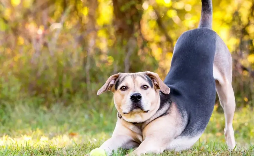 Gebetshaltung beim Hund - wann sie ein Warnsignal ist