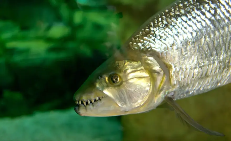 Pez Tigre Africano - Depredador, Ecosistema y Conservación