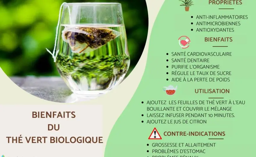 Thé vert - Vertus, limites et routine bien-être intelligente