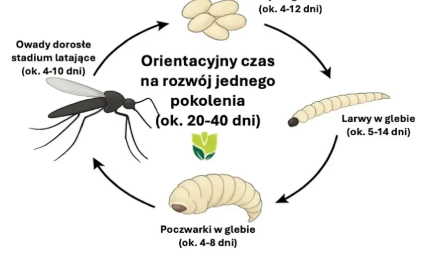 Ziemiórki - Jak rozpoznać dorosłe i larwy? Uniknij pomyłek!