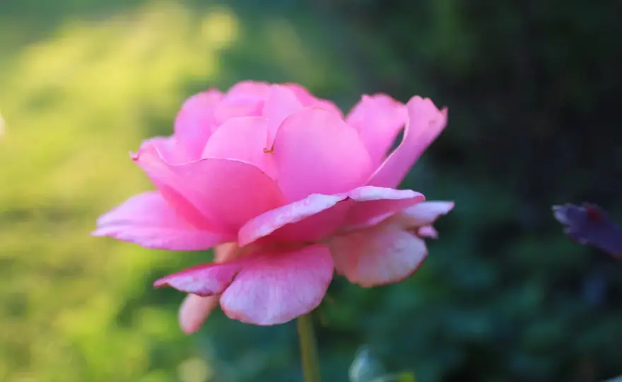 Rosor som blommar om - Så får du lång blomning i trädgården