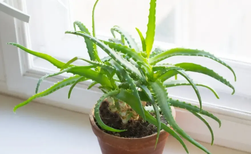Jak rozmnożyć aloes? Odrosty, liść i praktyczne wskazówki
