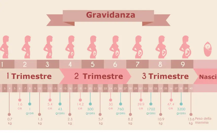 Quante settimane dura una gravidanza? Il calcolo spiegato
