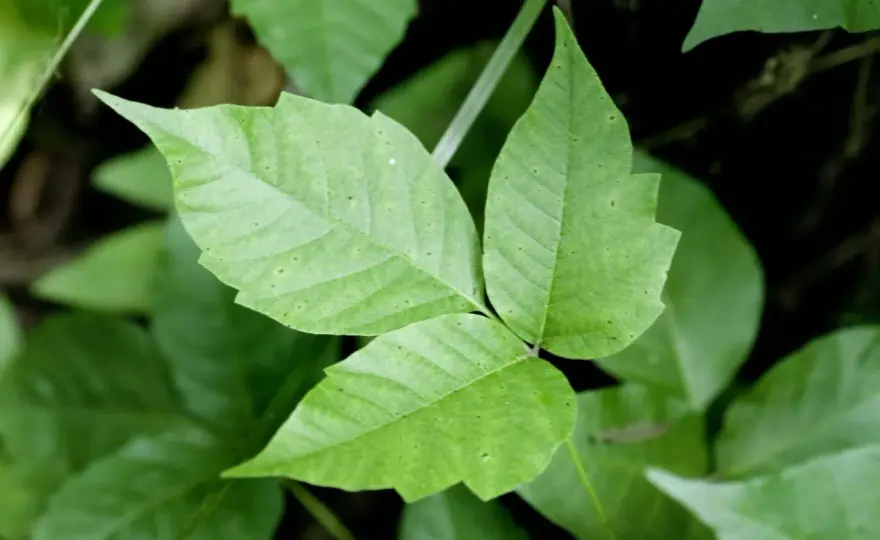 Can Dogs Get Poison Ivy? What Owners Need to Know