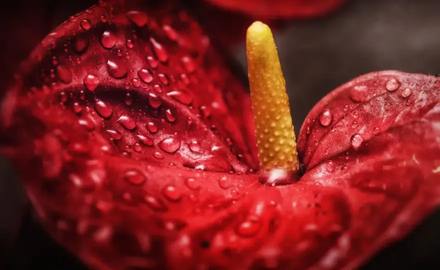 Anthurium rouge - les bons gestes pour le garder en fleurs