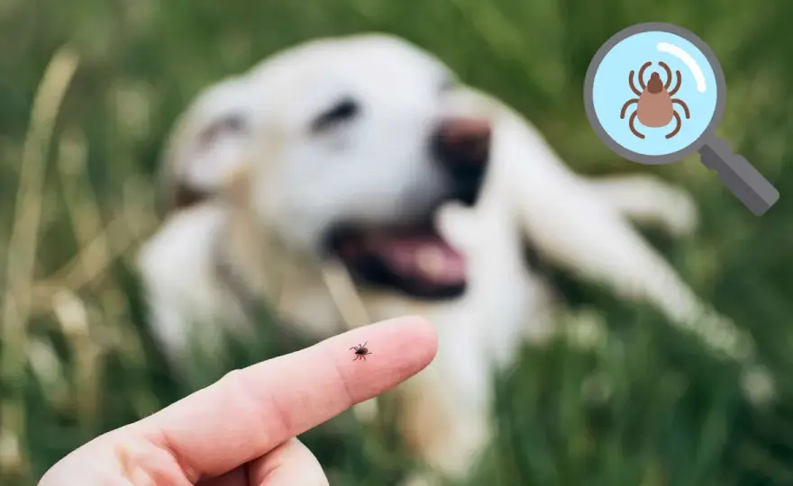 Garrapatas en perros - Guía para detectarlas, quitarlas y prevenir
