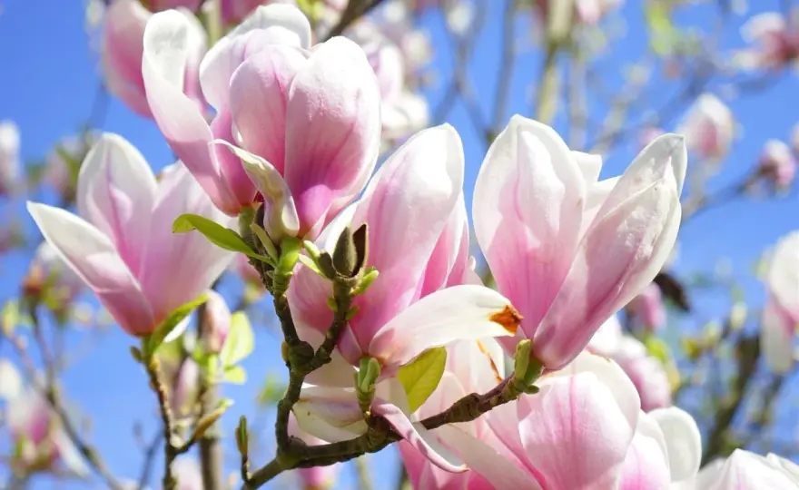Odmiany magnolii do ogrodu - Jak uniknąć błędów i zadbać o kwiaty?