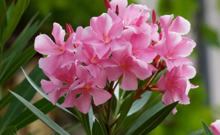 Oleander w donicy - Pielęgnacja, zimowanie i obfite kwitnienie