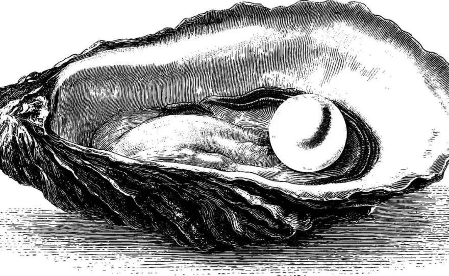 Oyster Shell Drawing - Master the Art of Observation