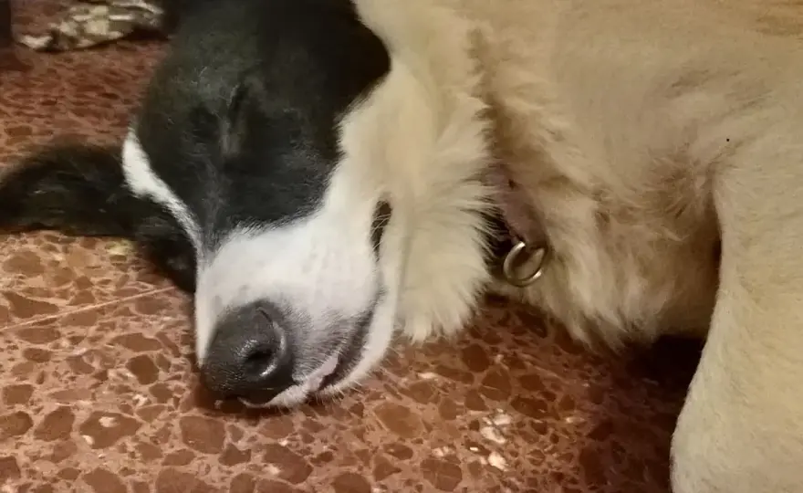 Hund schnarcht - wann es normal ist und wann du handeln solltest