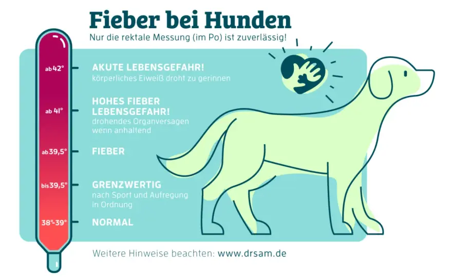 Fieber beim Hund erkennen und richtig reagieren