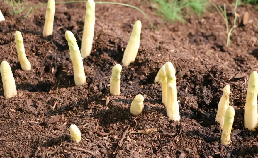 Spargel anbauen - So gelingt Ihr Spargelfeld profitabel