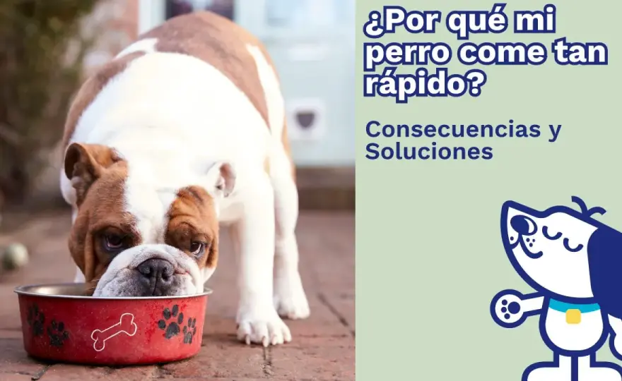 Mi perro come muy rápido - ¿Es peligroso? Soluciones efectivas