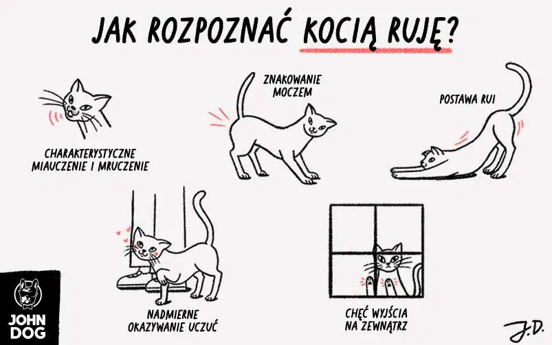 Jak wygląda ruja u kotki? Rozpoznaj objawy i pomóż jej!