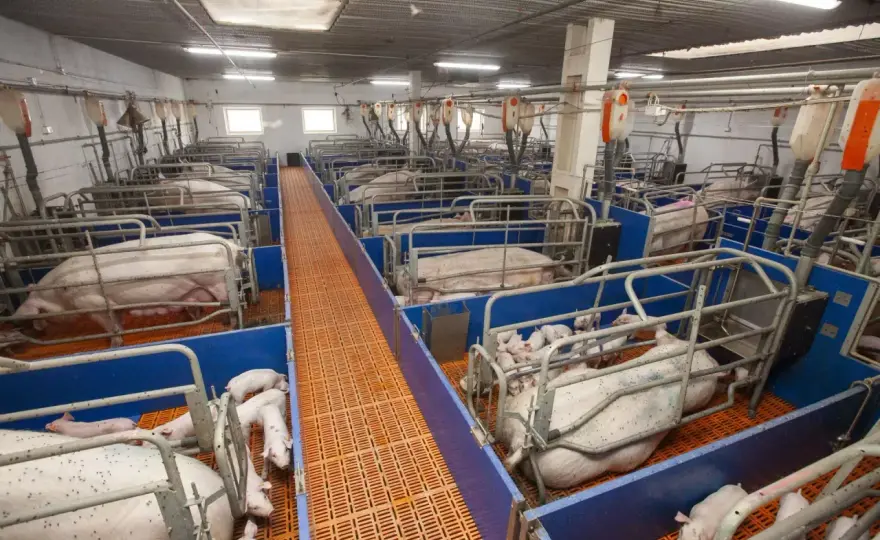 Karta lochy: klucz do efektywnego zarządzania hodowlą świń