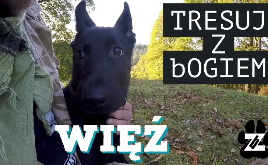 Tresura owczarka niemieckiego: Kompletny przewodnik (+sekrety!)